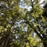 あんこの画像