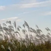 sasa.の画像