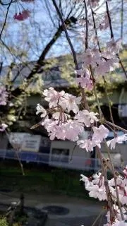 小竜の画像