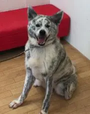dogmerkの画像