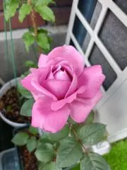 ゆきんこの画像