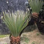 popo99の画像