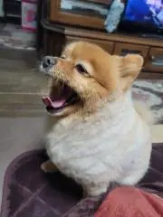 チャコチャコの画像