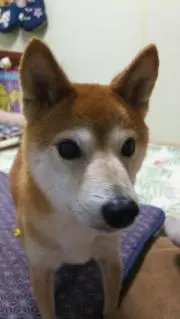 豆犬ほっくん