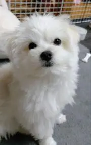 ひさの画像