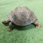 せんべいの画像