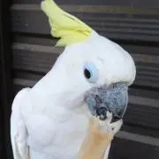 KNBの画像