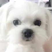 sohi0106の画像