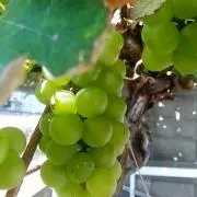 ぶどう