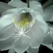 ちかの画像