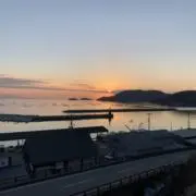 カツオの画像