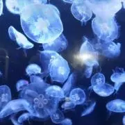 くらげの画像