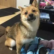 豆腐パイセン