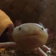 ハバネロの画像