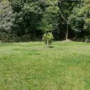 じん