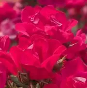 ラビットの画像
