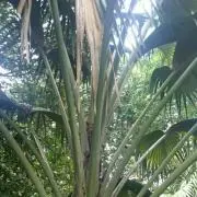 えみの画像