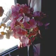 Image of 六角さん