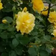 ルイルイ0405の画像