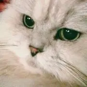 elleの画像