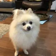 マンボ