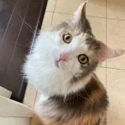 むくの画像
