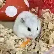 みるくの画像