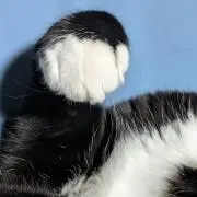 満月の画像