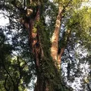 Boyの画像