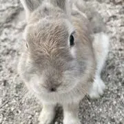 ぶんぶるりの画像