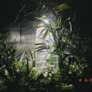 TAIの画像