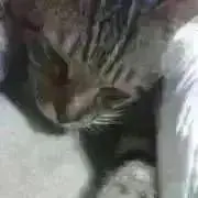 鶺鴒