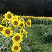 KUUKAの画像