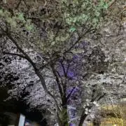 sakusakuの画像