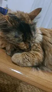 こむcat☆プロフ必須☆の画像