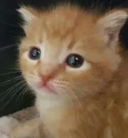 mimozaの画像
