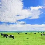 aporoの画像