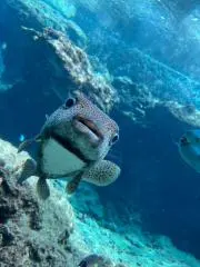あくの画像