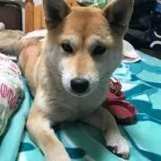 あみんこの画像