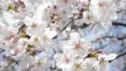 SHiの画像