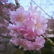 村男