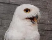 しろふくの画像