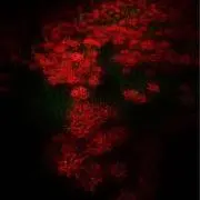 cluster‐amaryllisの画像