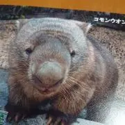 ポムの画像