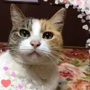 小梅