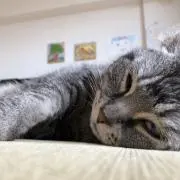 灰色ねこ✳︎の画像