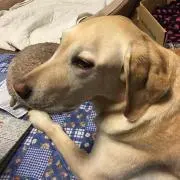 でこら
