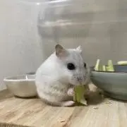 hocoの画像