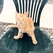 さぶの画像