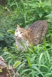 めろんの画像